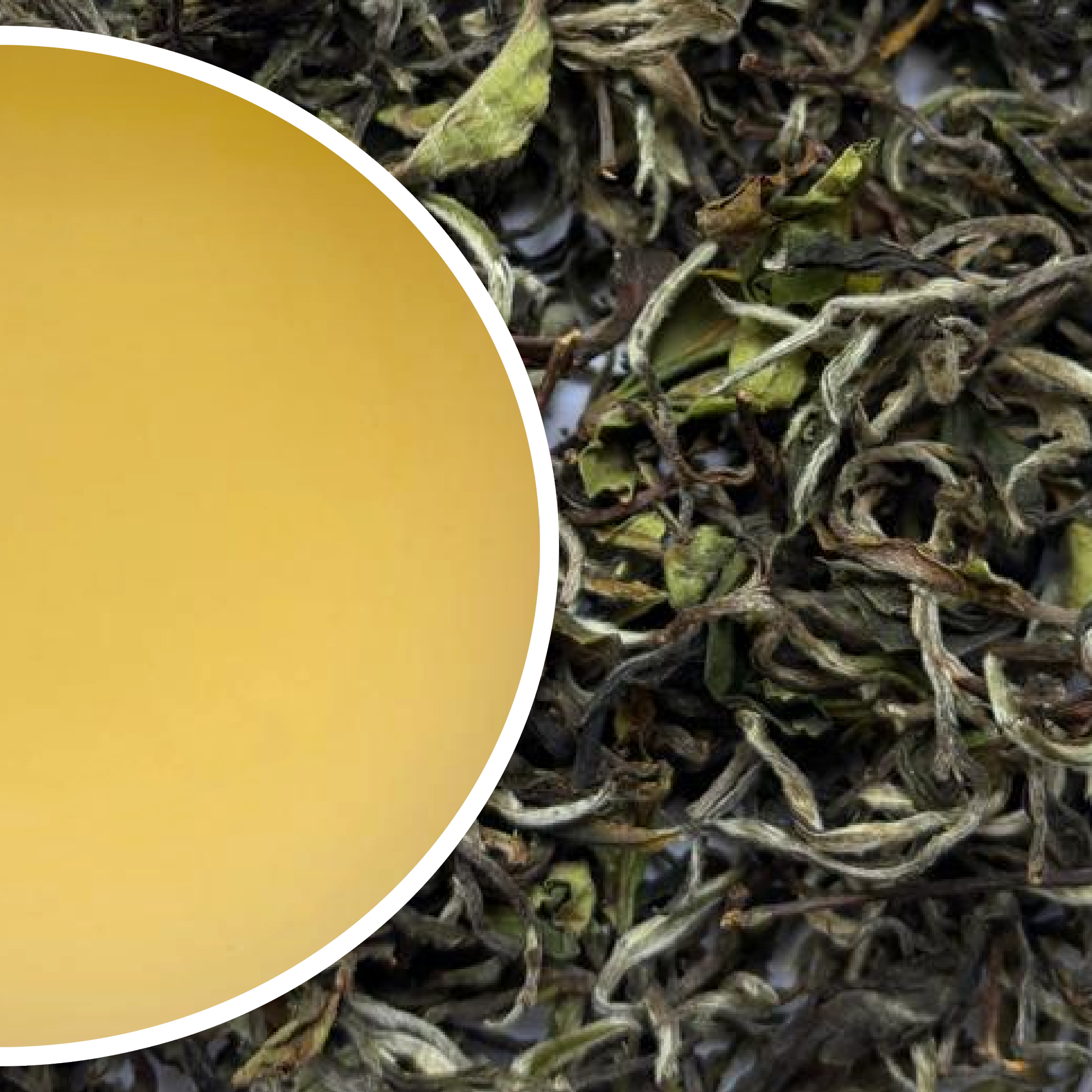 Tukvar - Spring Buds Darjeeling Black Tea First Flush 2026