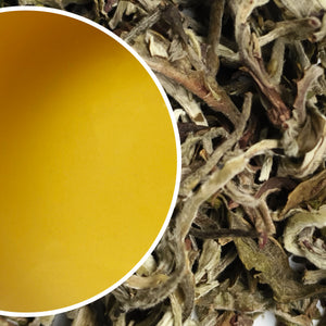 Gielle - Moonlight Applause Darjeeling White Tea Second Flush 2025