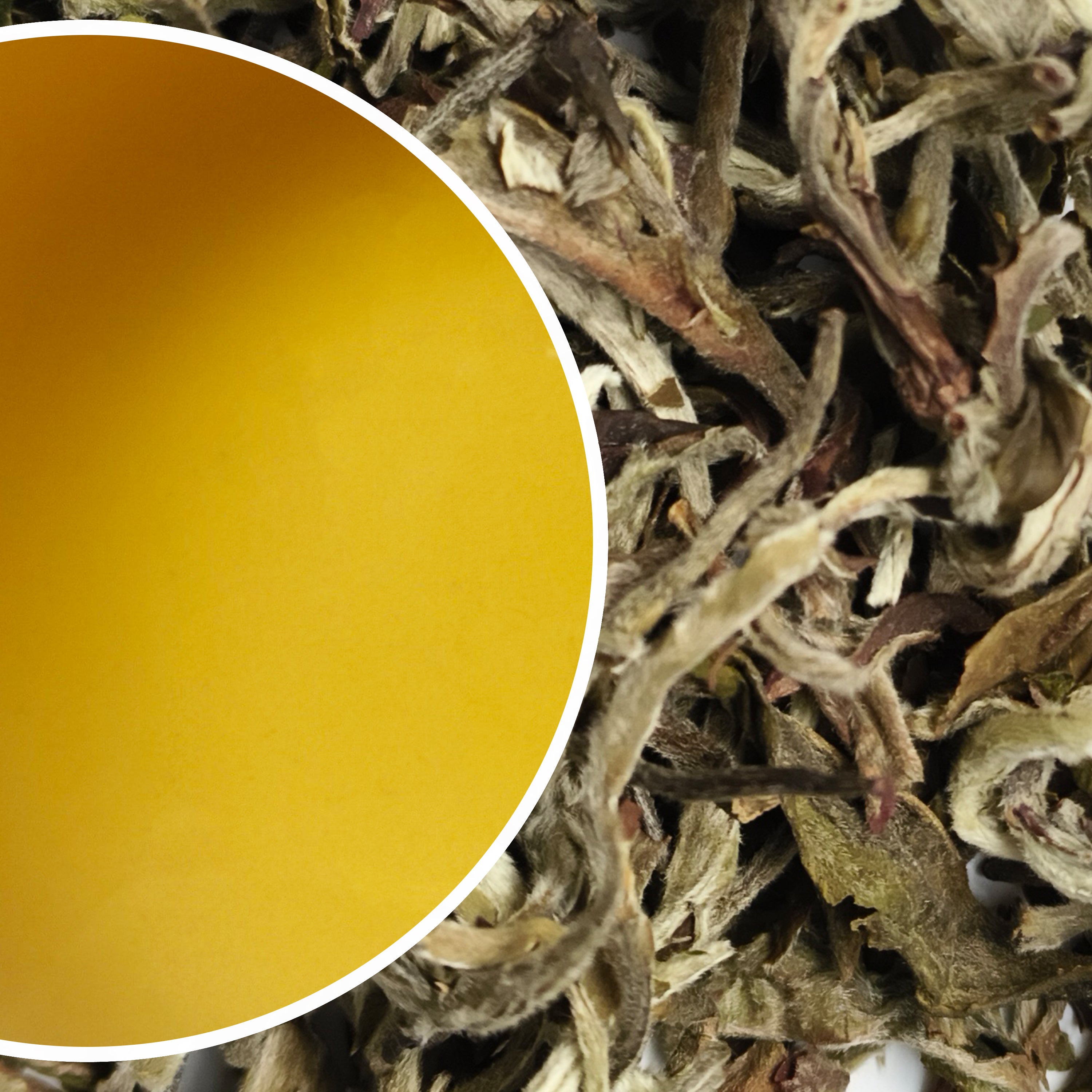 Gielle - Moonlight Applause Darjeeling White Tea Second Flush 2025